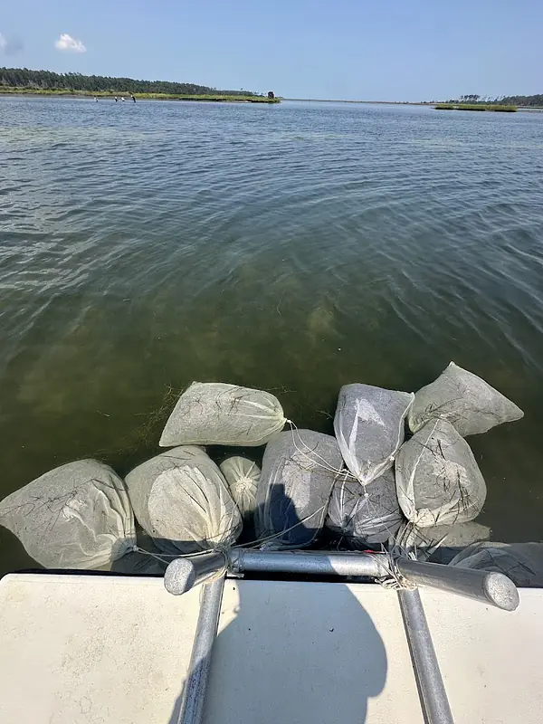 Bags of reproductive seagrass shoots collected in the York River