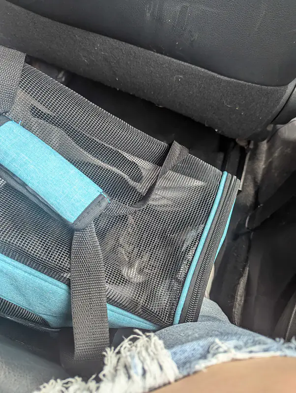 Mimi in the carrier, with a face of deep betrayal