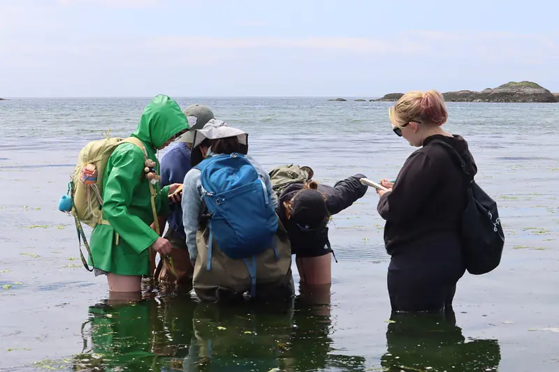 Counting sea hares and their egg masses by touch