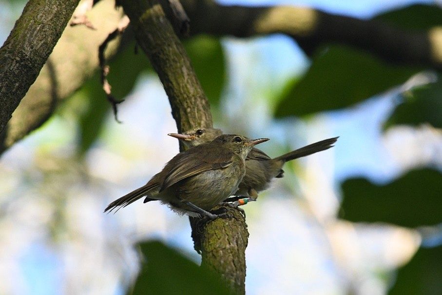 Two Seychelles warblers on a branch