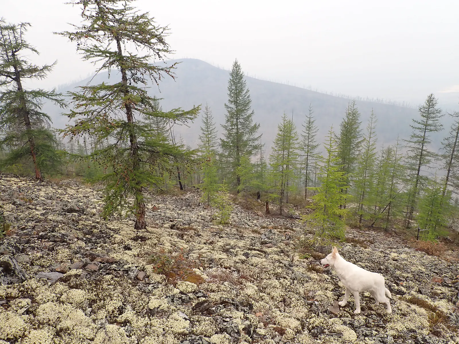 Russia, Republic of Sakha (Yakutia), Oymyakonsky District (2021): Fieldwork at remote lakes in the southern Verkhoyansk Mountains