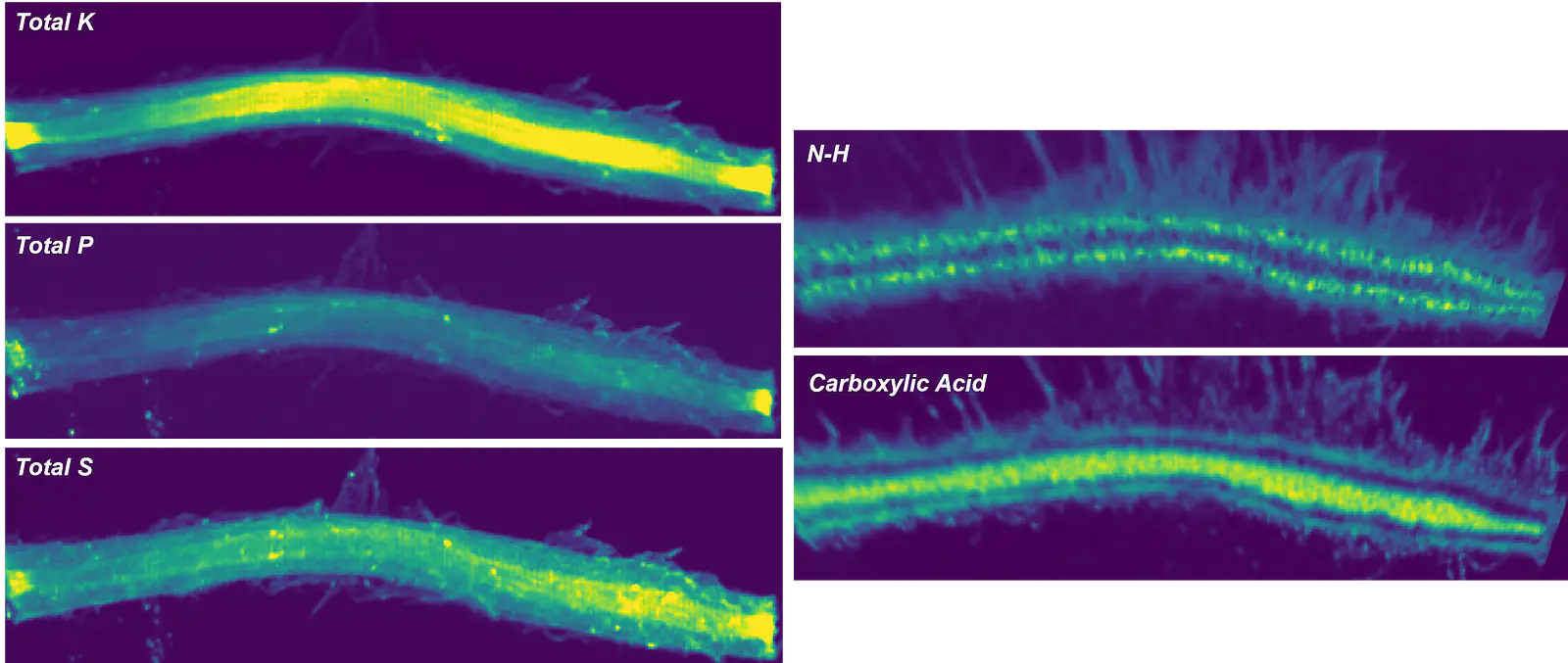 Synchrotron XRF (left) and synchrotron FTIR (right) of Brachypodium stem and fungi