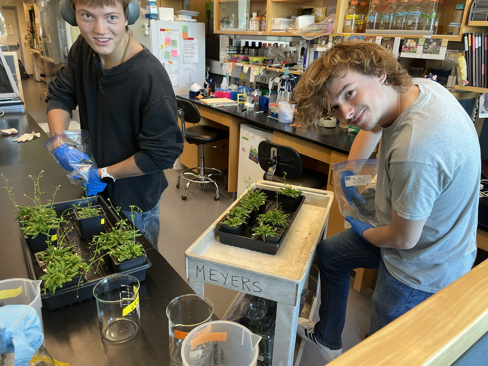Jason and Owen dipping some Arabidopsis plants