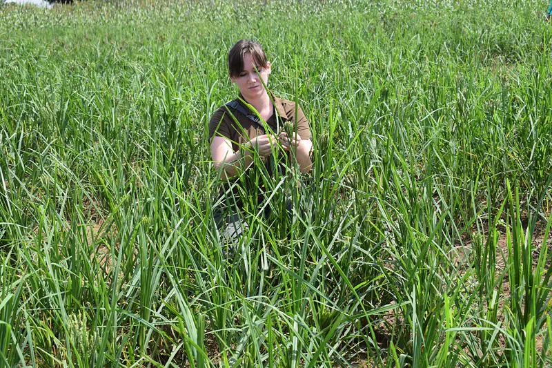 Finger millet field in Serere, Uganda - 2023