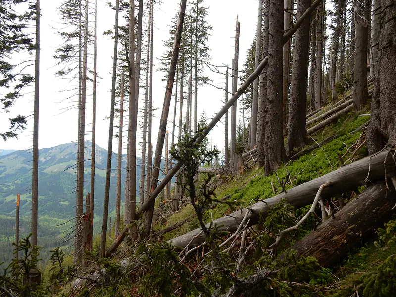 Germany, Bavaria (2018): Dendrochronology fieldwork in the Allgäu Alps