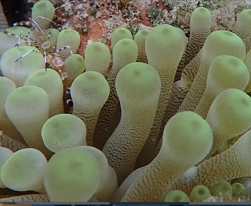 cleaner shrimp waiting for next client