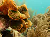 sponge 'icing' on Orbecella faveolata