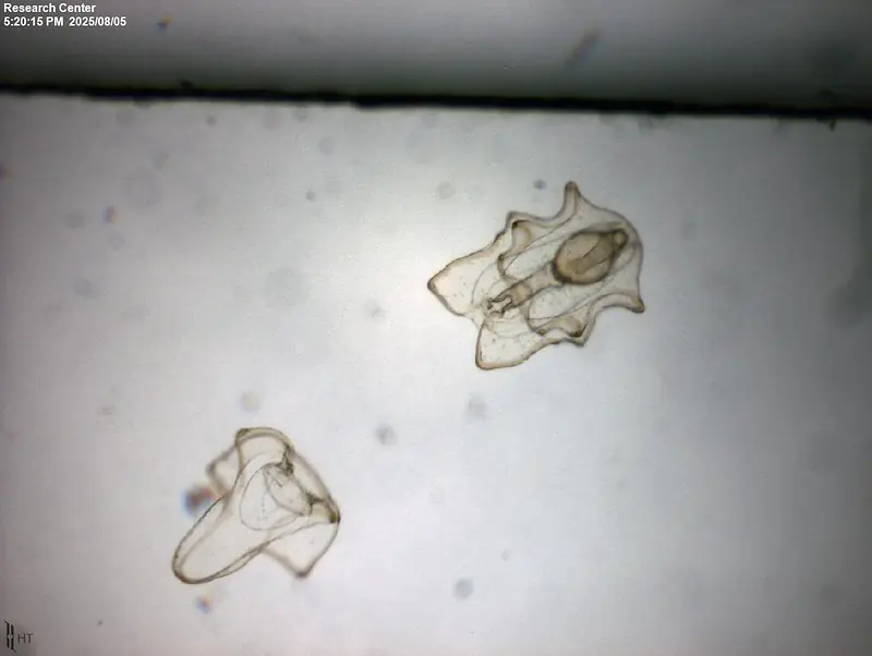 Sea star larval clone