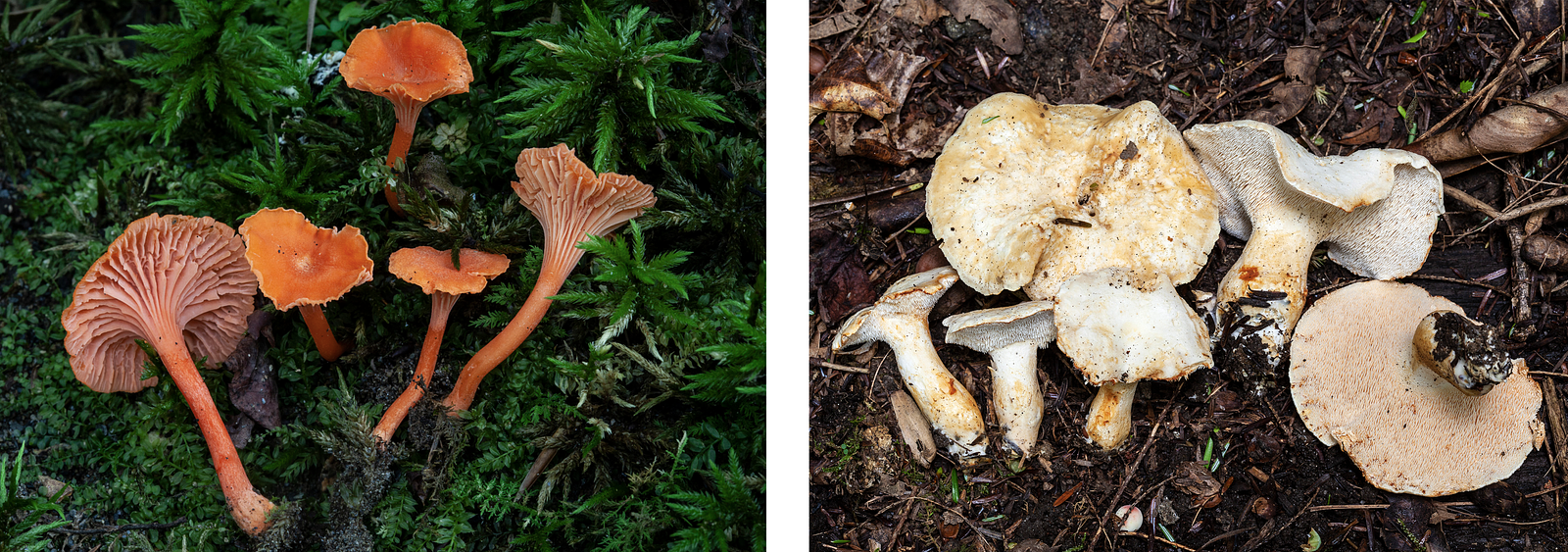 Photographs of chanterelle and hedgehog mushrooms
