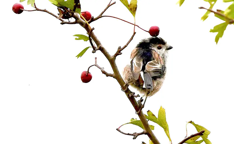 Long-tailed tit