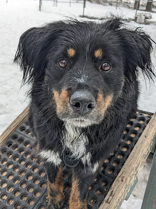 Torin- Australian Shepard Mix