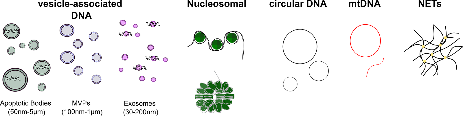 image of extracellular vesicles and thier sizes, diagram of a nucleosome and a 30nm fiber, circular DNA diagram, mitochondrial DNA in circular or linear form, or NETs with granular proteins shown.