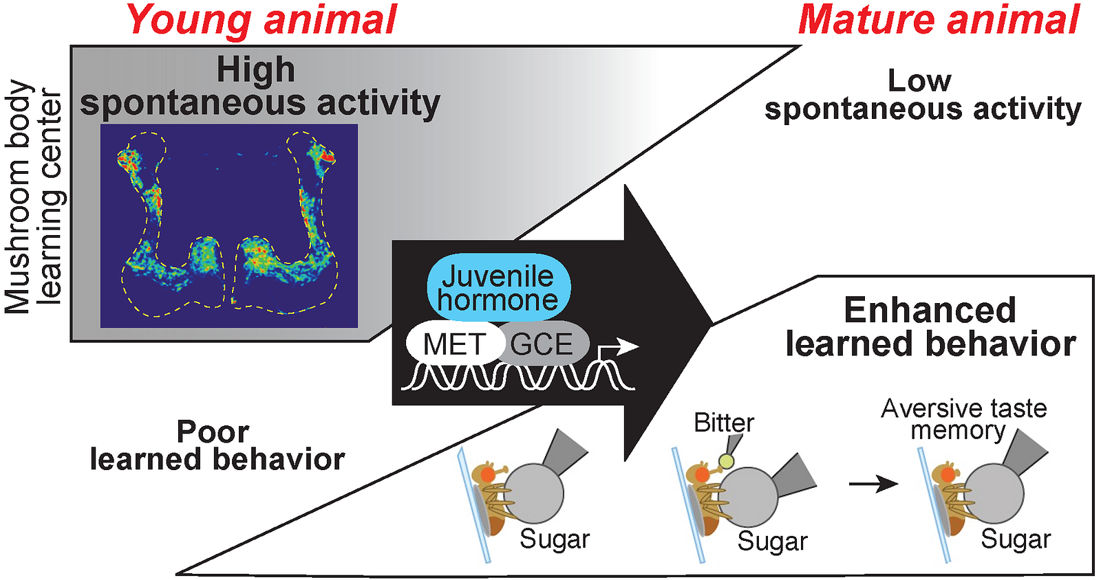 Neural activity decreases and robust learning behavior emerges with age
