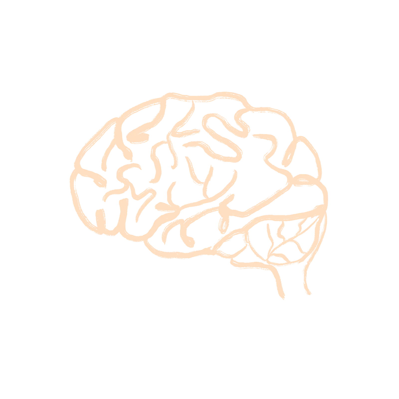 The human brain.