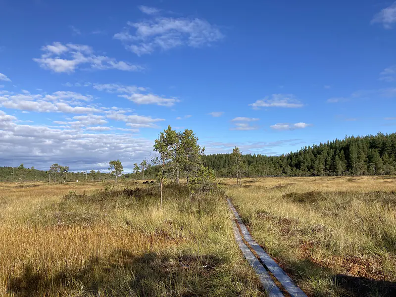 The field site I worked in for most of my PhD work, Siikaneva Bog (Finland). 2022