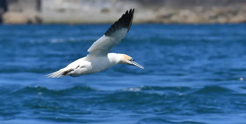 Gannet, turning on the wing, off of Ramsey Island, Pembrokeshire, summer 2020