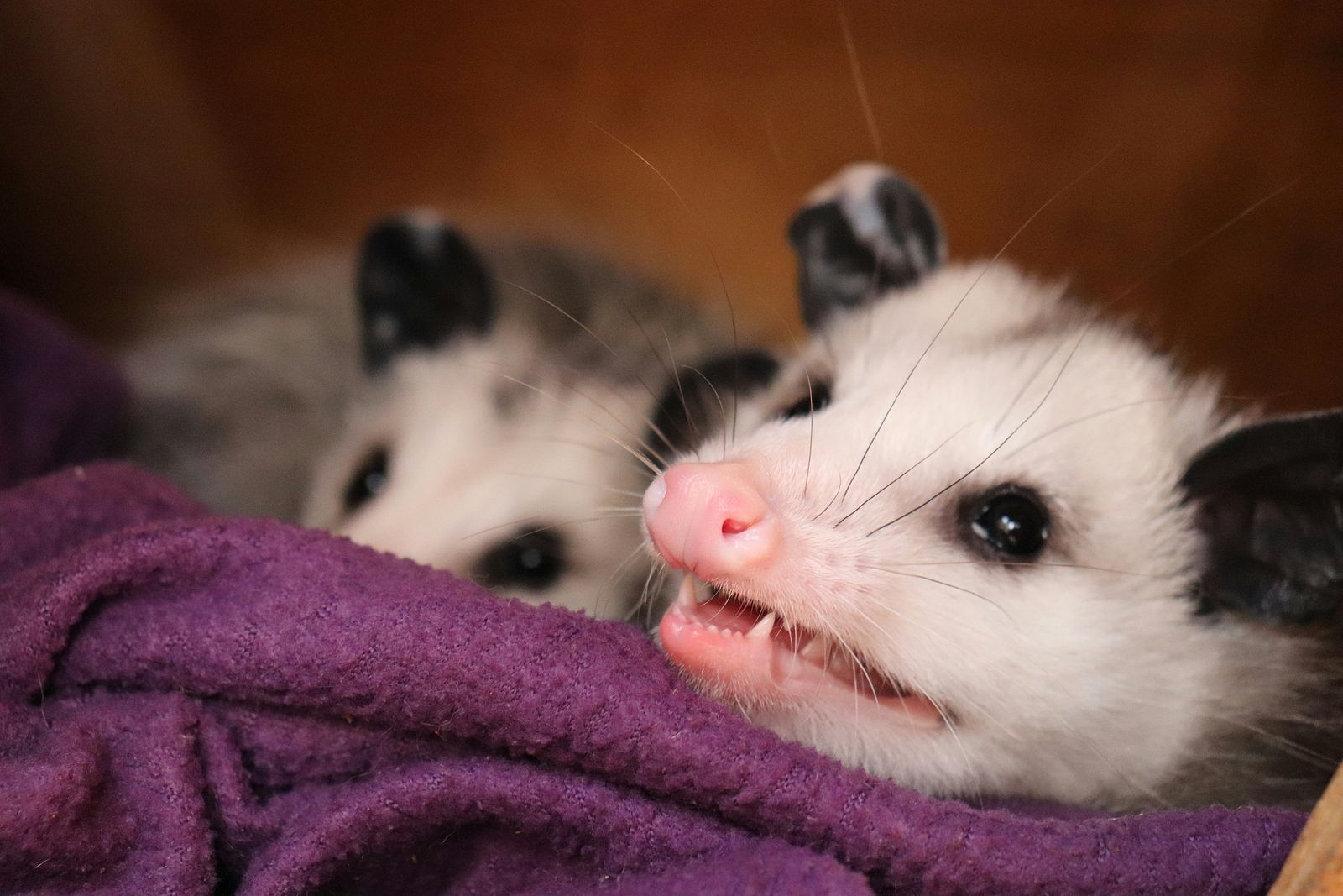 Possums sitting on a towel.
