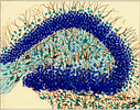 Banner image placeholder