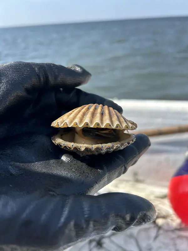Bay scallop eyes