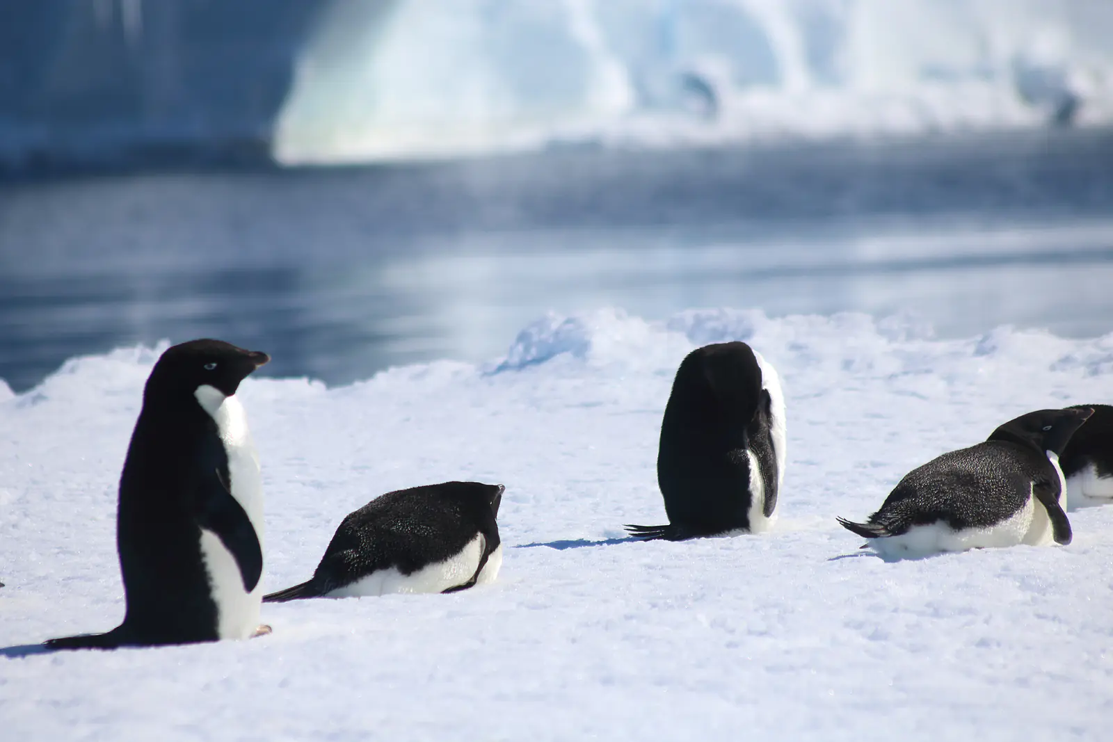 Adélie penguins, standing and lying on their bellies. Credit: Hannes Swart