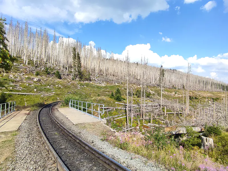 Germany, Sachsen-Anhalt (2022): Dead trees at Brocken in the Harz Mountains, as a combined result of spruce monoculture, climate change, and bark beetle infestation. These views sparked heated public debates about forest management.