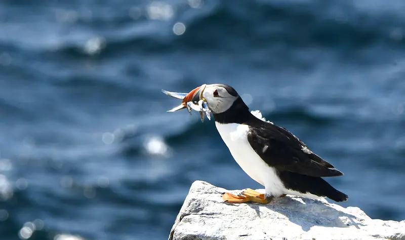 Puffin, Inner Farne, Farne Islands, Northumberland coast, summer 2026