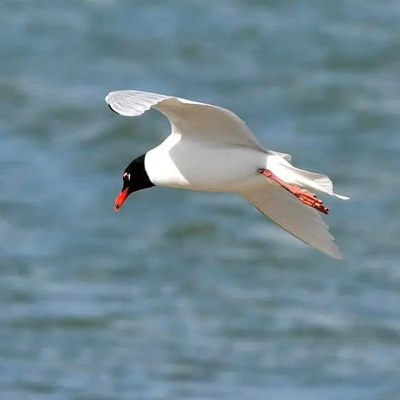 Mediterranean gull, Hayling Island, Hampshire