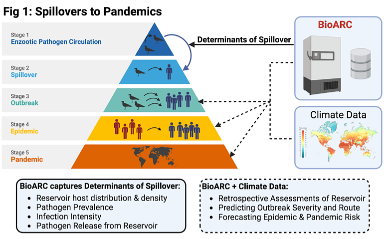 A pyramid illustrating the progression of pathogen spillovers to pandemics along 5 stages, with arrows indicating how BioARC contributes knowledge to addressing each of these stages