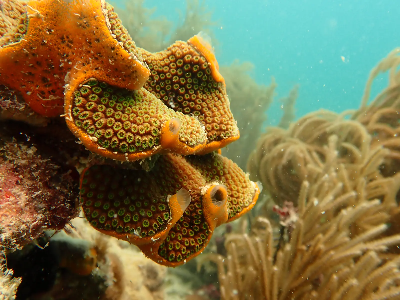sponge 'icing' on Orbecella faveolata