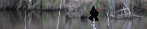 Banner image placeholder