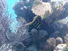 juvenile fish look very different from adults!