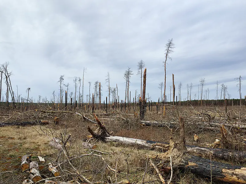 Germany, Brandenburg (2022): Pine forest near Treuenbrietzen, four years after a wildfire