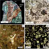 Representative images of skarn garnet samples documenting their mineralogy.
