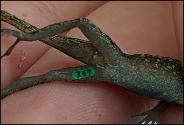 Tagged yellow-chinned anole (Anolis gundlachi) with Tag ID Z69 green.