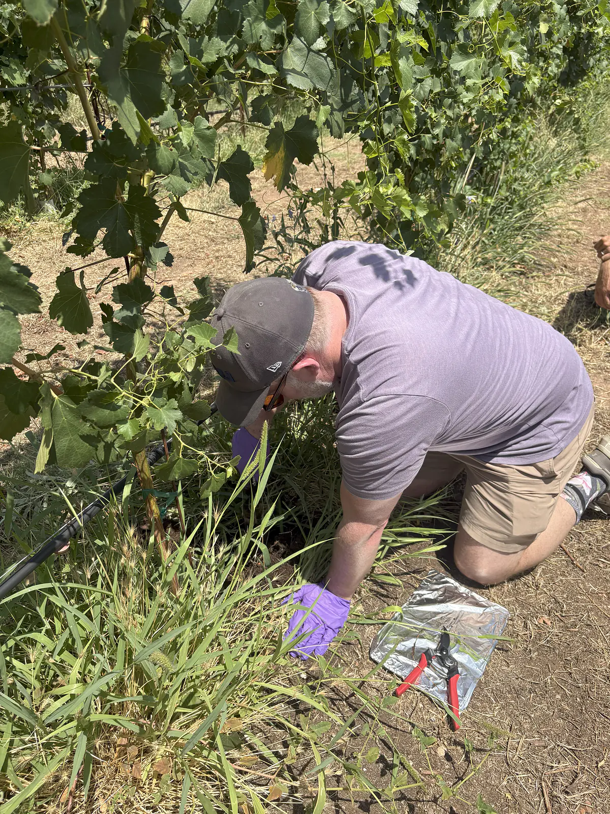Richie collecting roots at a vineyard in Cornville, AZ