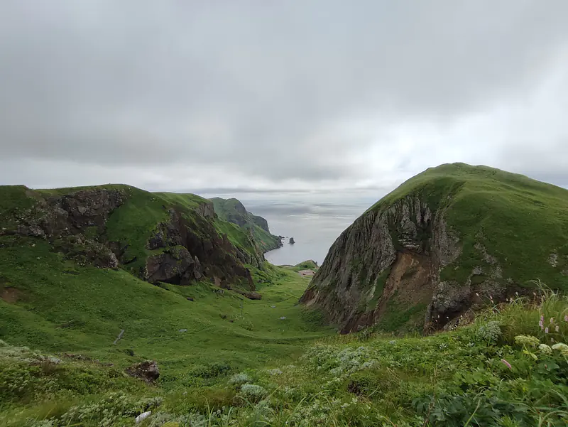 Japan, Hokkaido (2023): Hike through alpine vegetation (e.g., Leontopodium discolor) on Rebun Island 