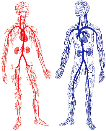 Physics of the Human Body - Cerebral Haemodynamics, Vision and Thermoregulation