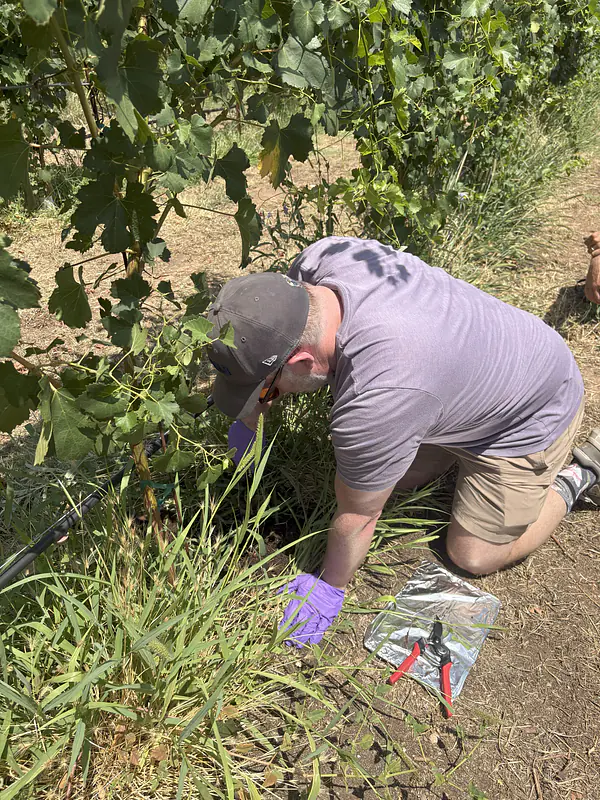 Richie collecting roots at a vineyard in Cornville, AZ