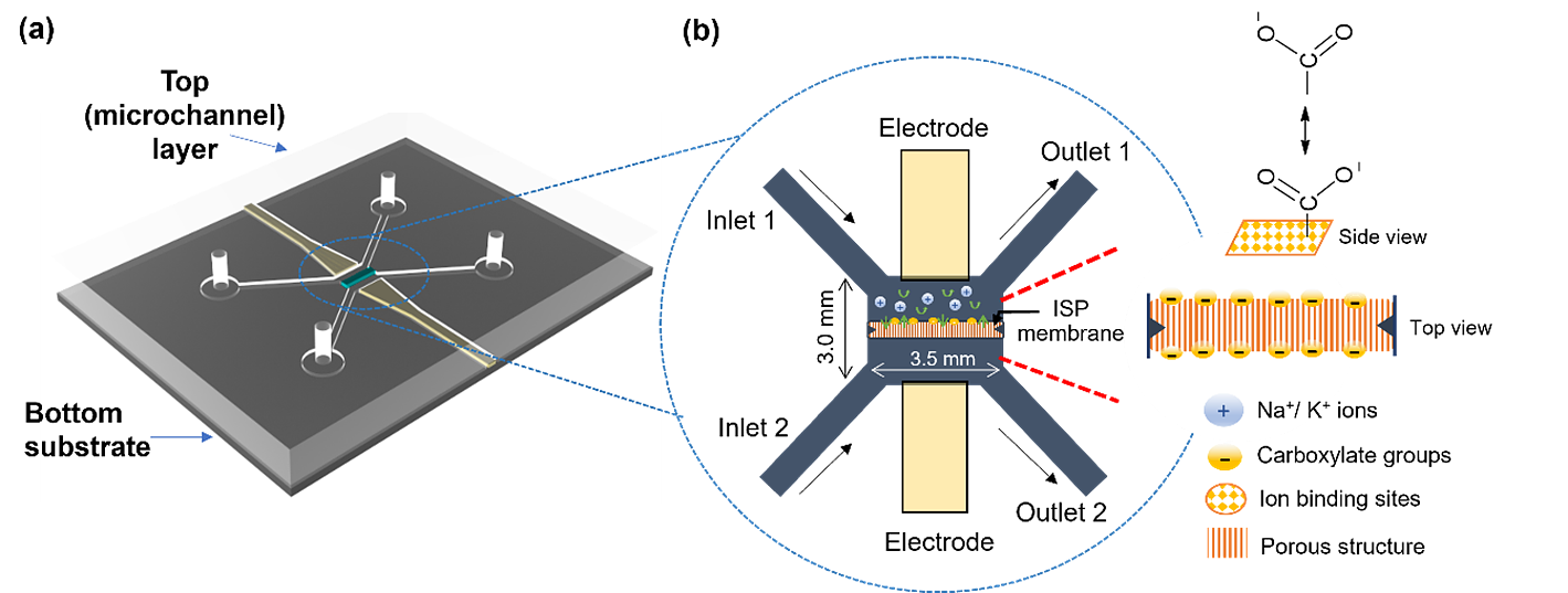  Design of the ISP-membrane integrated microfluidic sensor: (a) 3D model of the device architecture; (b) Schematic highlighting the sensing chamber, ISP membrane, electrodes, and inlets/outlets.