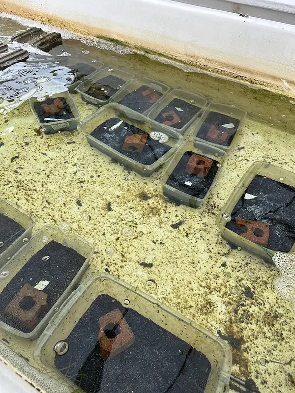 Seagrass seeds sorted into batches