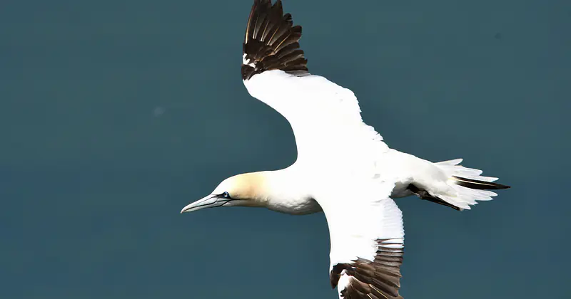 Gannet, RSPB Bempton Cliffs, Yorkshire, 2017