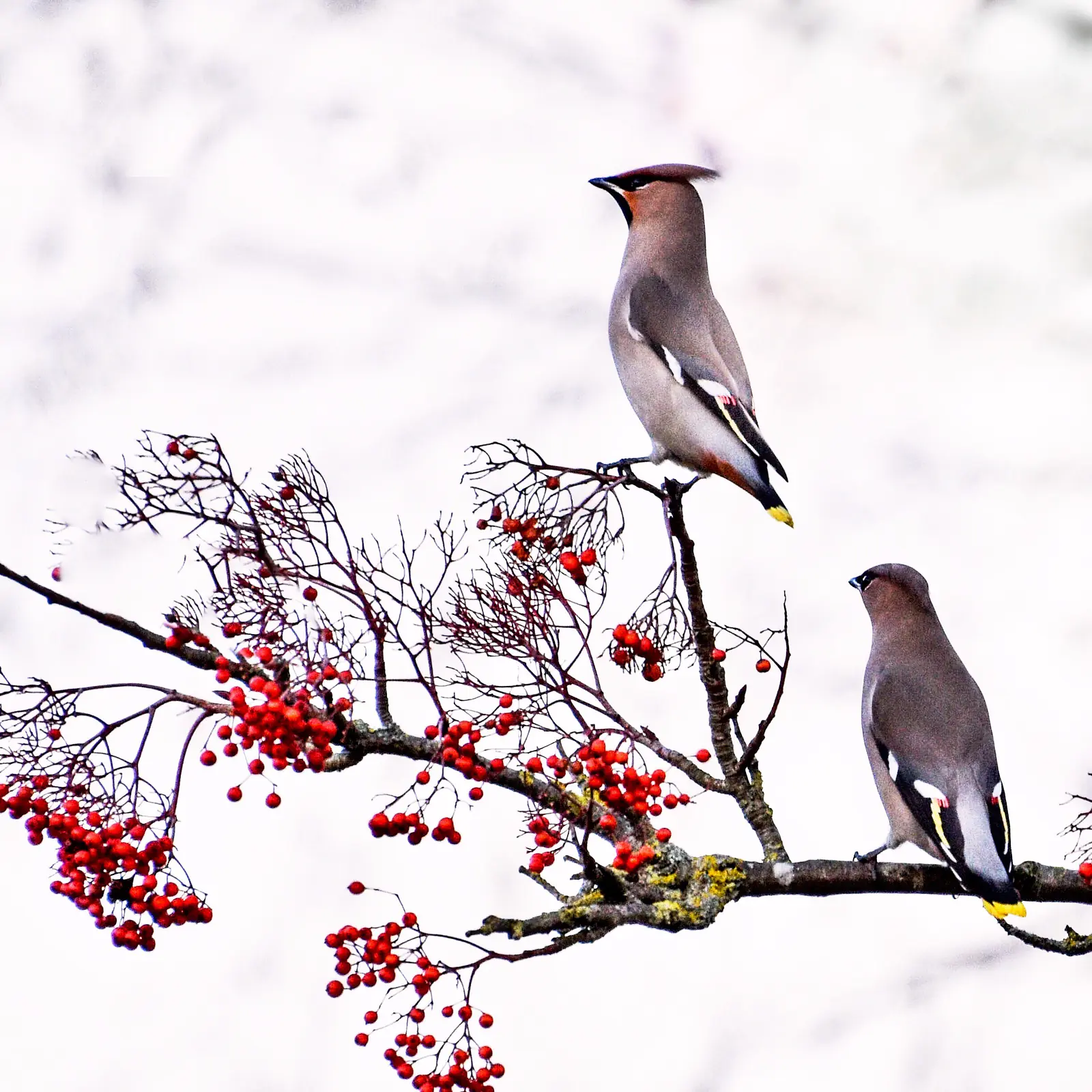 Waxwings, Marston, Oxford, January 2017