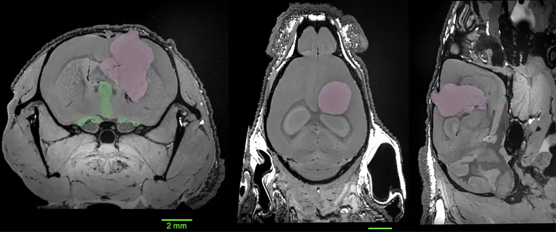 Mouse Glioblastoma