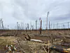 Germany, Brandenburg (2022): Pine forest near Treuenbrietzen, four years after a wildfire