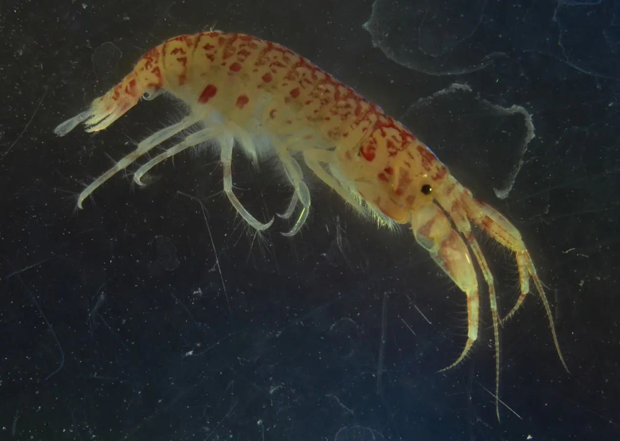 A rare pink amphipod I isolated from an epifauna sample