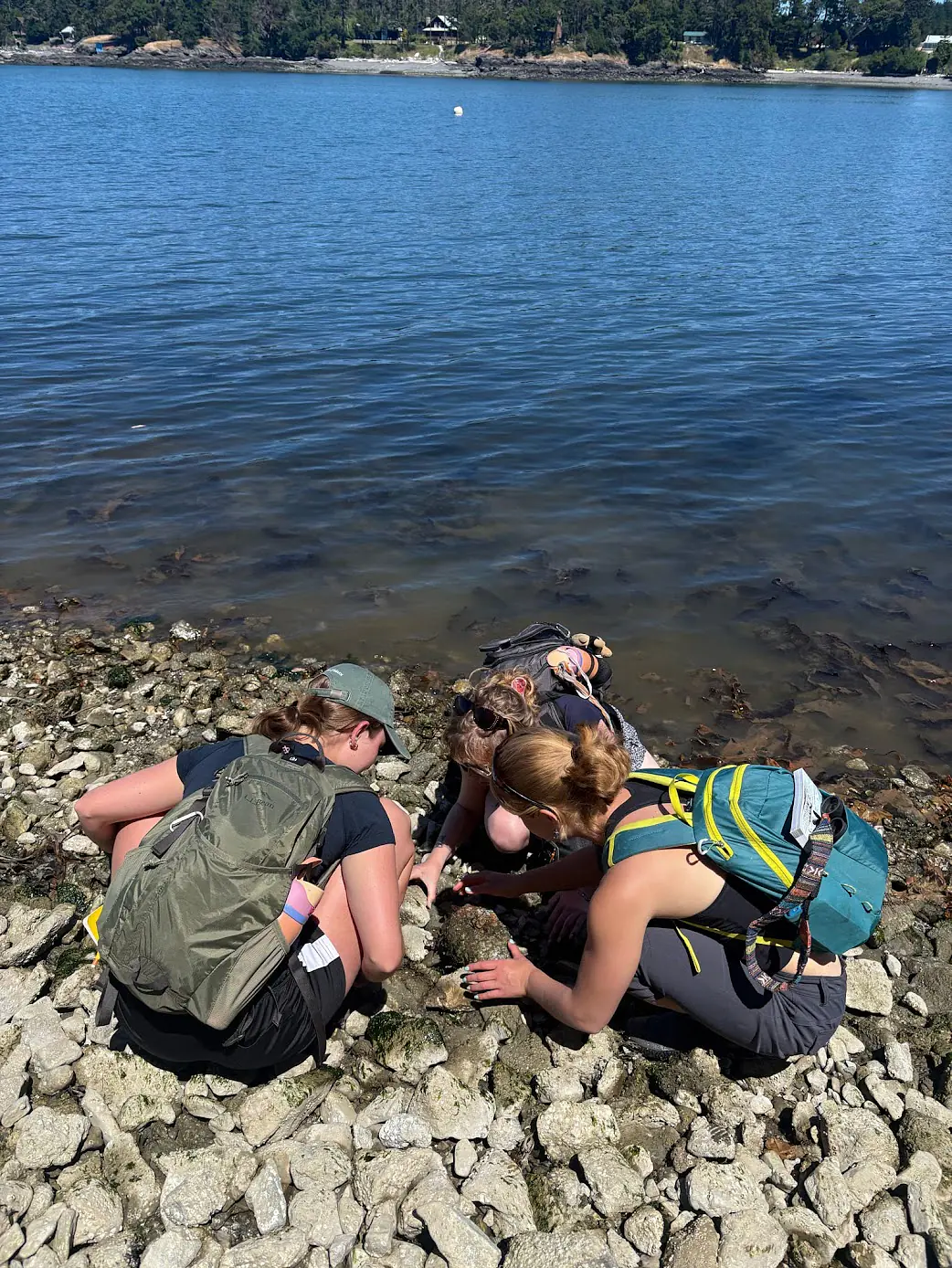 Exploring the rocky intertidal
