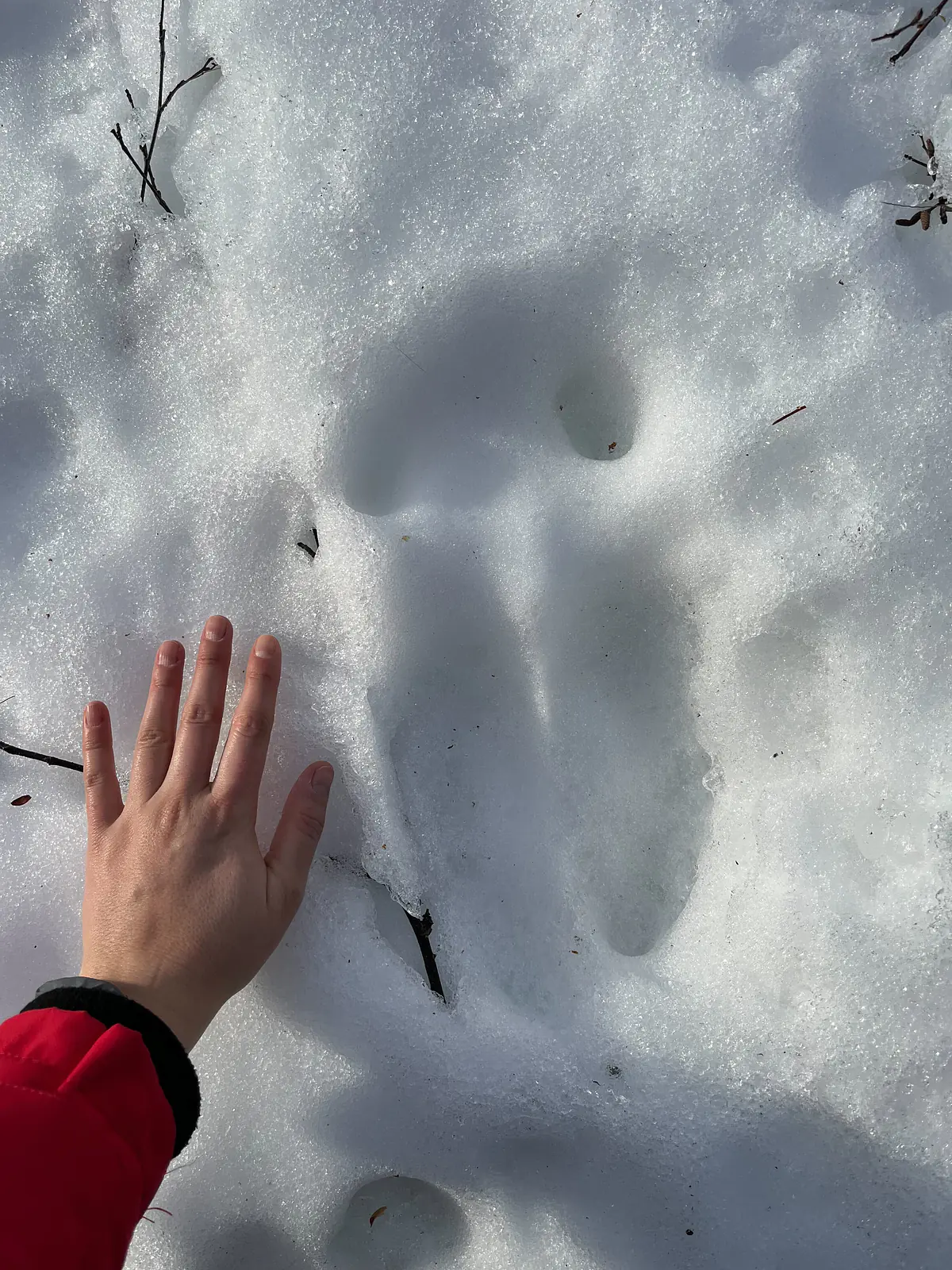 Moose print