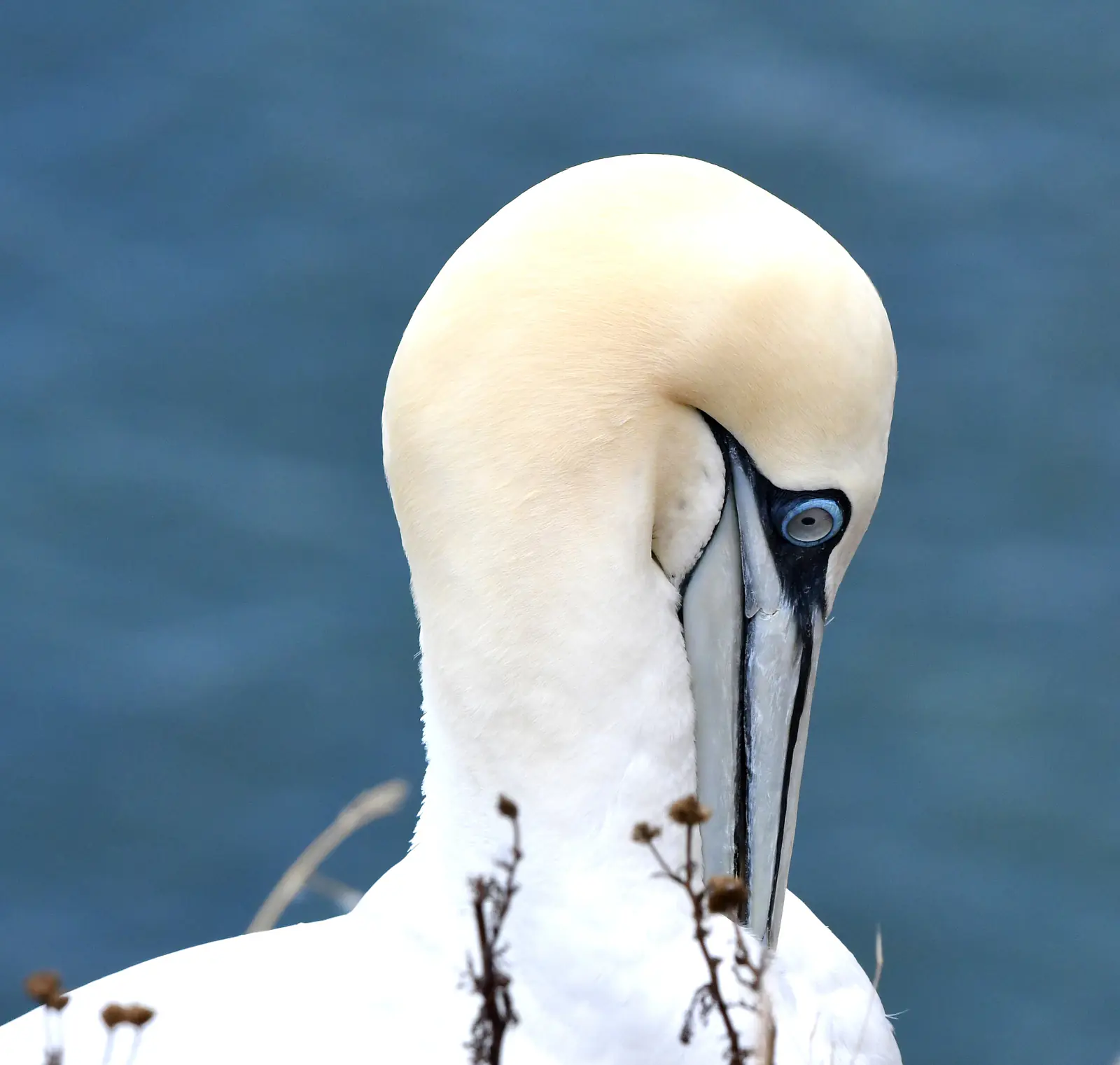 Gannet, preening, RSPB Bempton Cliffs, Yorkshire, 2026