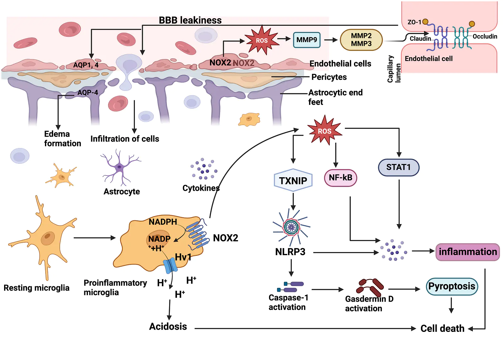 Microglial NOX2 as a therapeutic target in traumatic brain injury