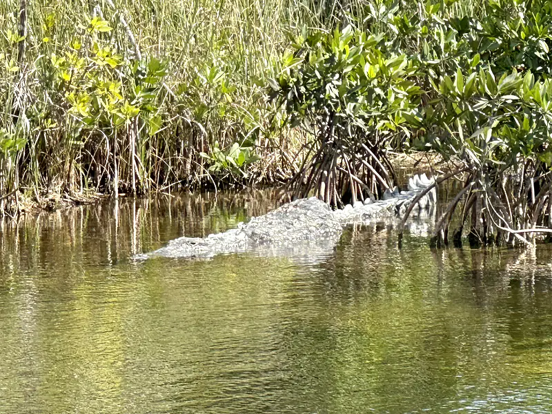 American crocodile at US-EVM